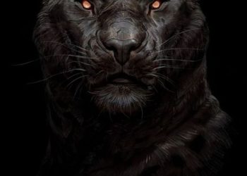 4 Bài Học Tôi Học Được Từ Các Võ Sĩ Mma