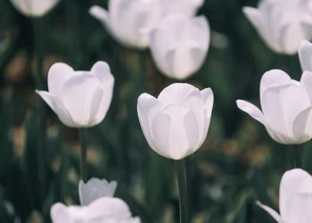 Chuyện Tôi Đi Giao Đồ Ăn… Và Nền ‘công Nghệp Chữa Lành’