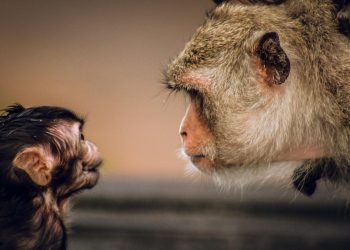 YÊU THƯƠNG KẺ THÙ