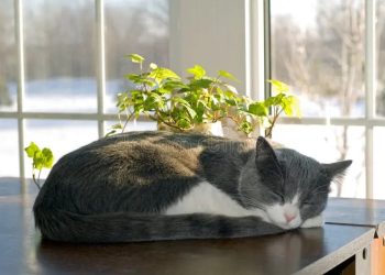 CẦN BAO NHIÊU NỖ LỰC ĐỂ CÓ ĐƯỢC BÌNH YÊN?