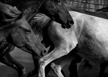 ĐỜI THẰNG ĐÀN ÔNG ĐỪNG BAO GIỜ CẦU AN NHÀN