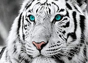 THỦ LĨNH LÀ CỐT LÕI CHUYỂN HÓA NĂNG LƯỢNG TIÊU CỰC THÀNH TÍCH CỰC TRONG TẬP THỂ