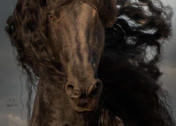 GIẬN QUÁ MẤT KHÔN !