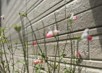 THAI GIÁO LÀ GÌ? (NÔM NA VIỆC GIÁO DỤC THAI NHI)