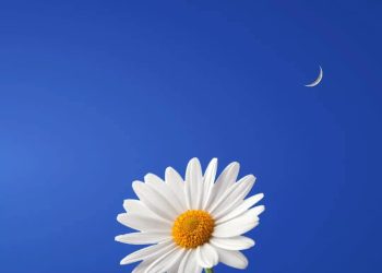 VÀI Ý MỞ RỘNG VỀ CHUYỆN ‘TINH GIẢN’