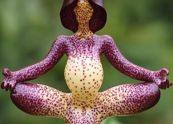 MỘT LOÀI HOA LAN ĐƯỢC TRỒNG BỞI AI