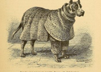 BÀI TẬP “CHÓ DẪN ĐẦU – CHÓ PHỤC TÙNG”